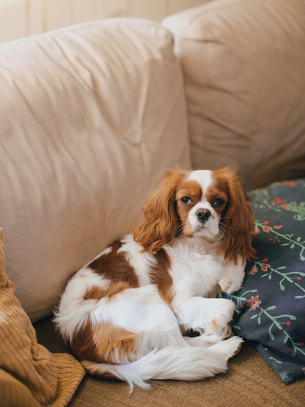 Petit chien calme : lequel choisir pour vivre en appartement ?