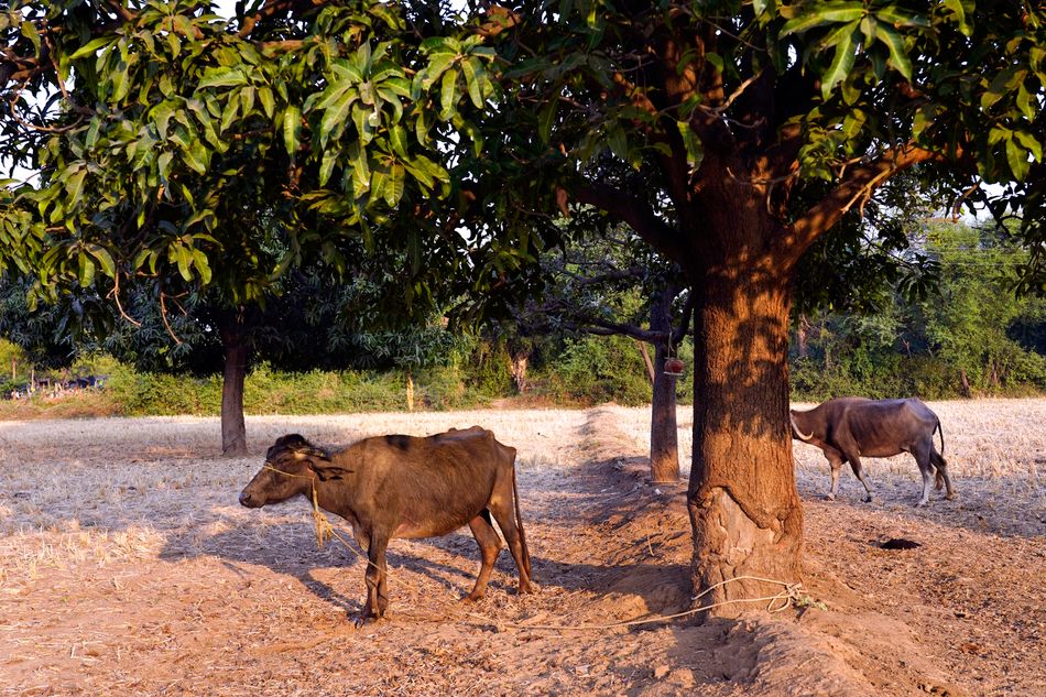 गौमाता का प्राकृतिक परिवेश