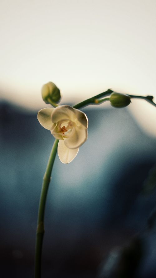 Free A delicate white orchid captured in soft focus, showcasing its serene beauty. Stock Photo