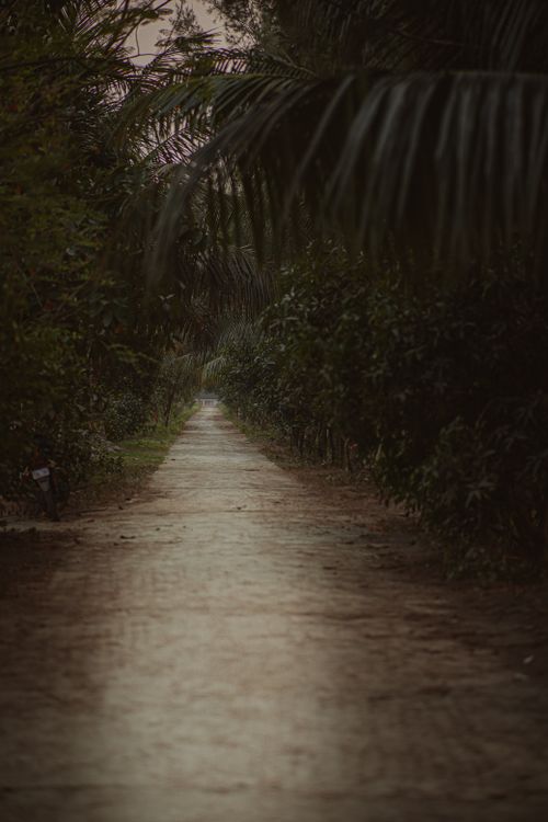 Free A tranquil forest pathway surrounded by lush greenery, creating a serene and natural atmosphere. Stock Photo