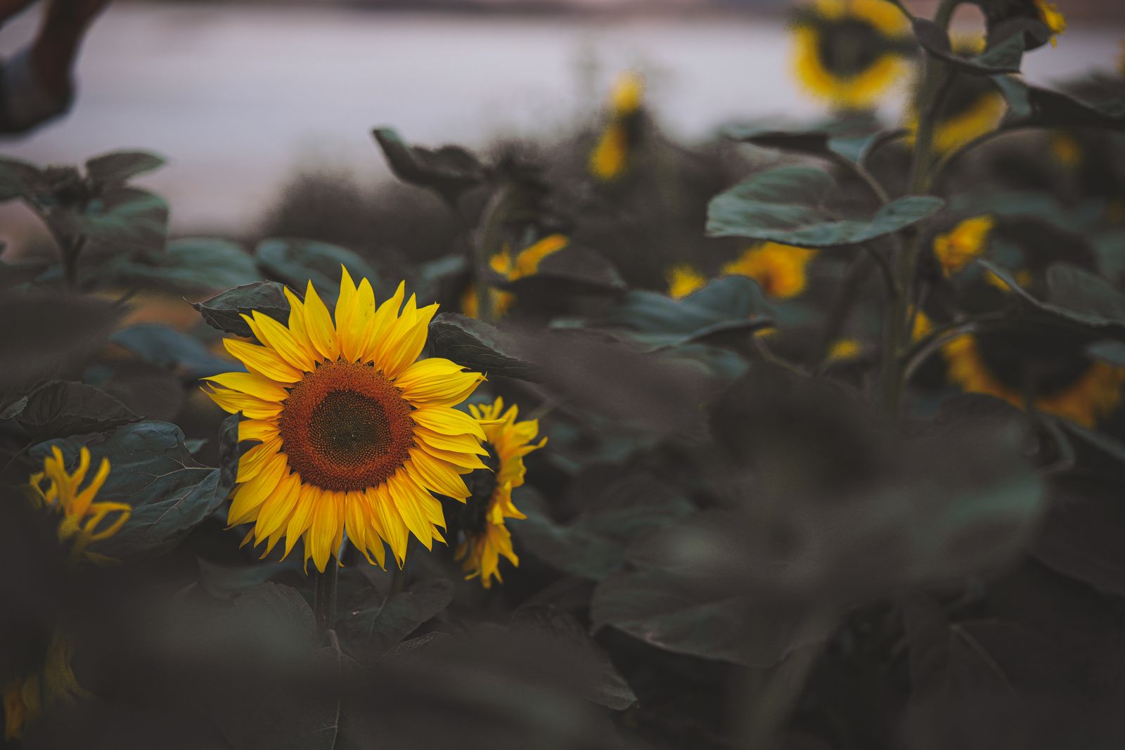 Free+Printable+Sunset Photos, Download The BEST Free Free+Printable+Sunset Stock Photos &amp; HD Images