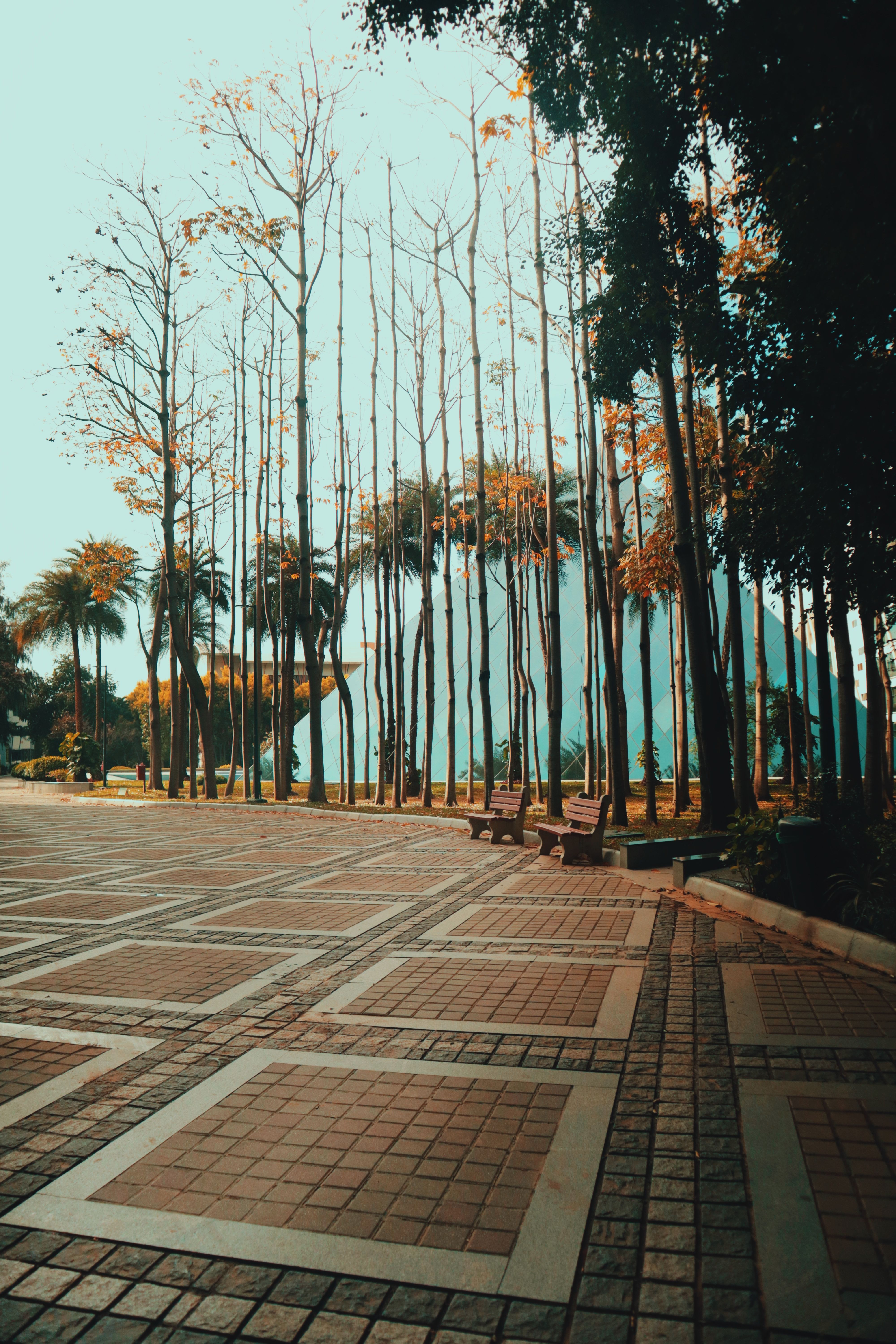 Tree Shadows Photos, Download The BEST Free Tree Shadows Stock Photos ...