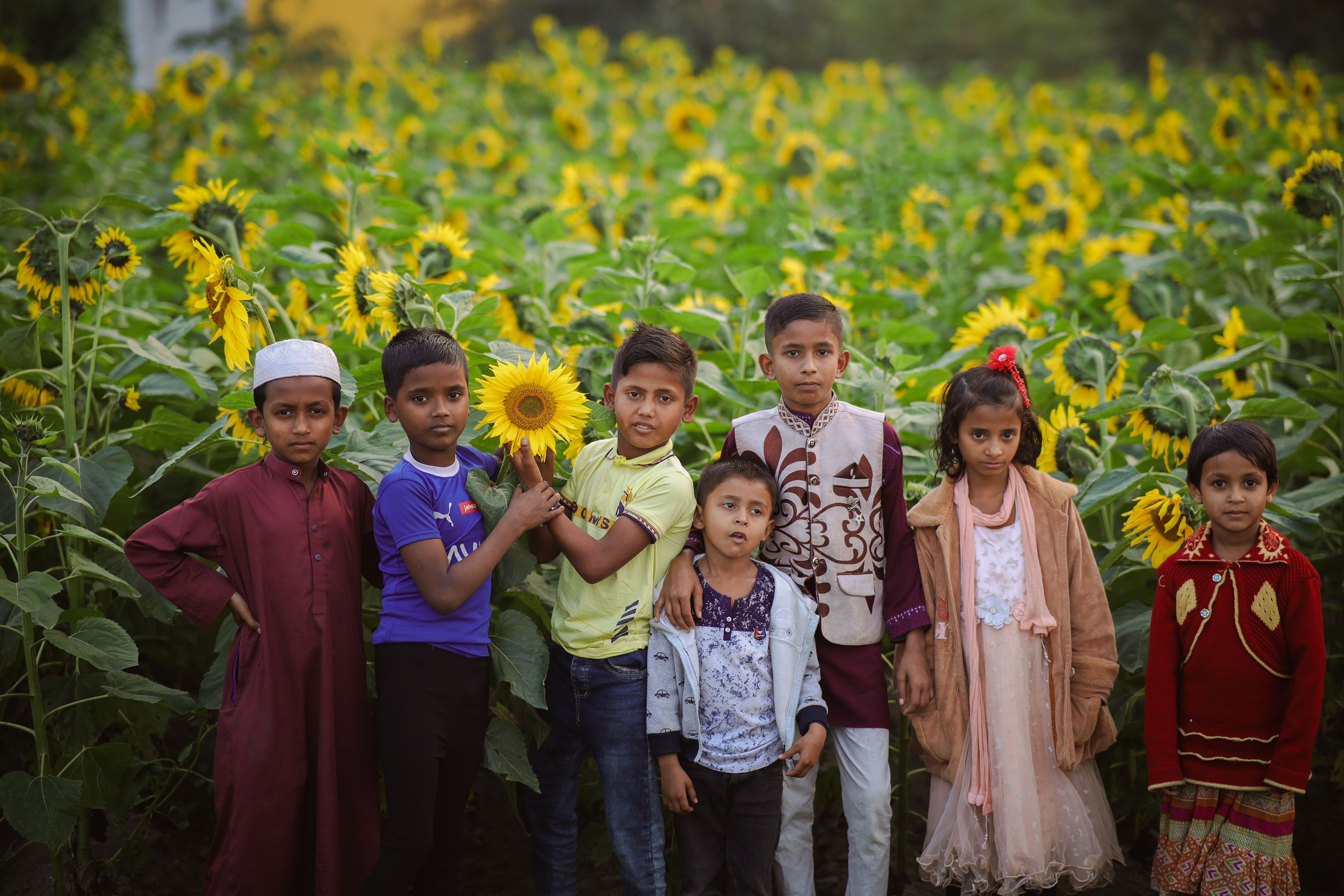 Sunflower Farming Groups: Strength in Numbers