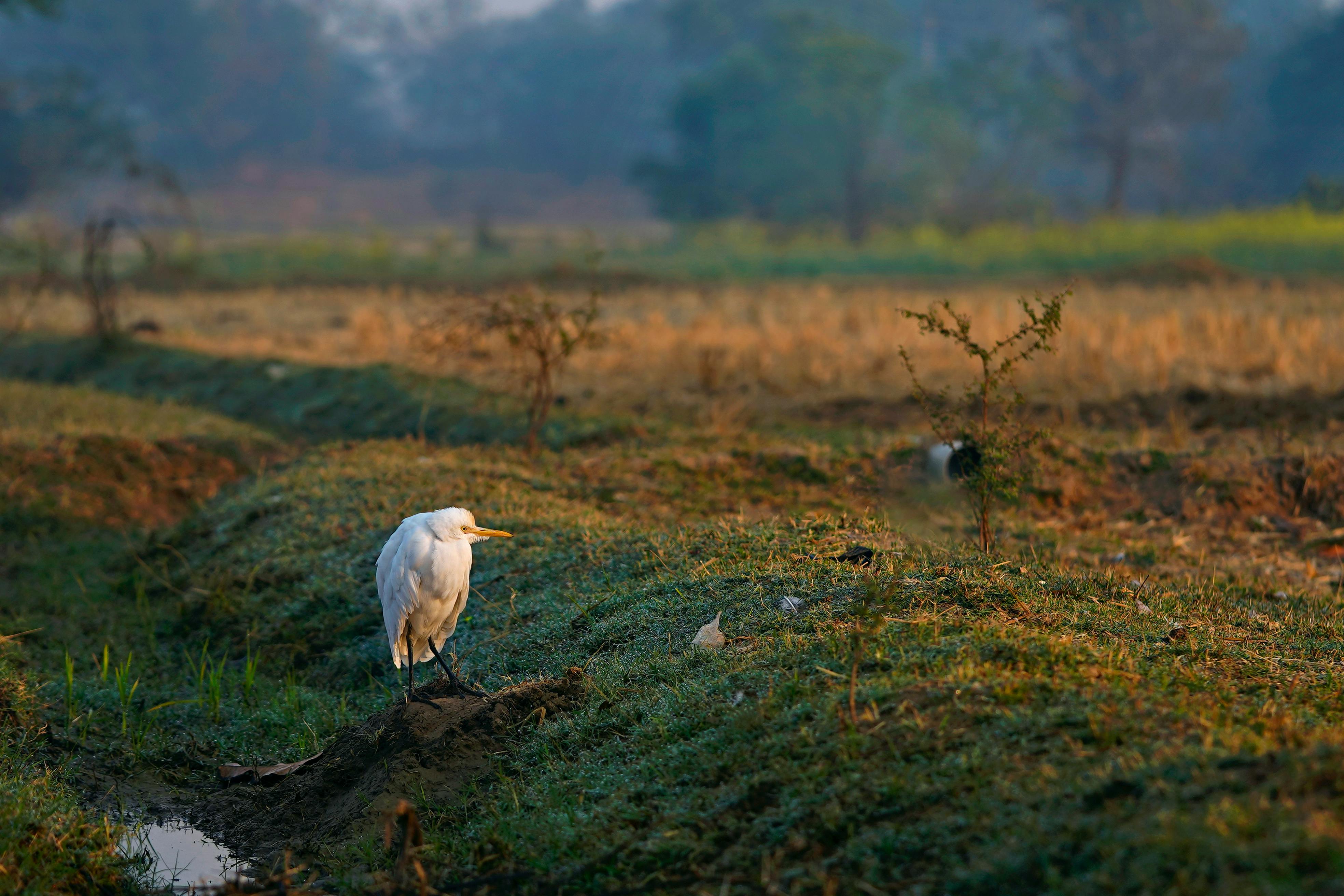 A solitary cattle egret stands gracefully in a sunlit rural landscape during autumn.