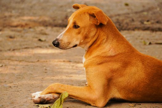 A close-up image of a brown Indian street dog resting on the ground in Patna, Bihar, India.