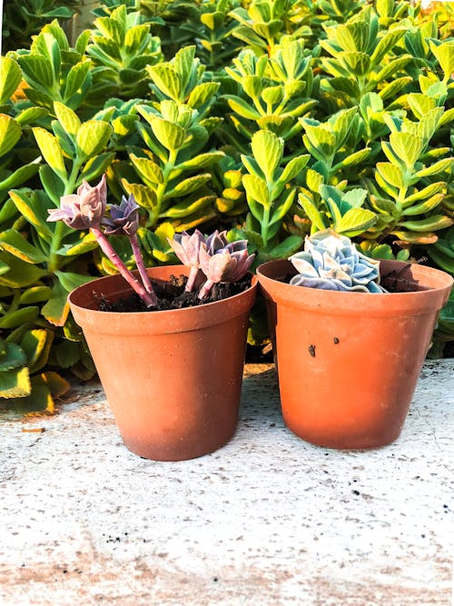Free stock photo of garden, pot plant, succulents