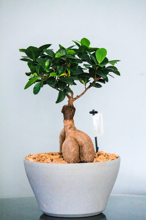 Immagine gratuita di bonsai, ficus, giardino