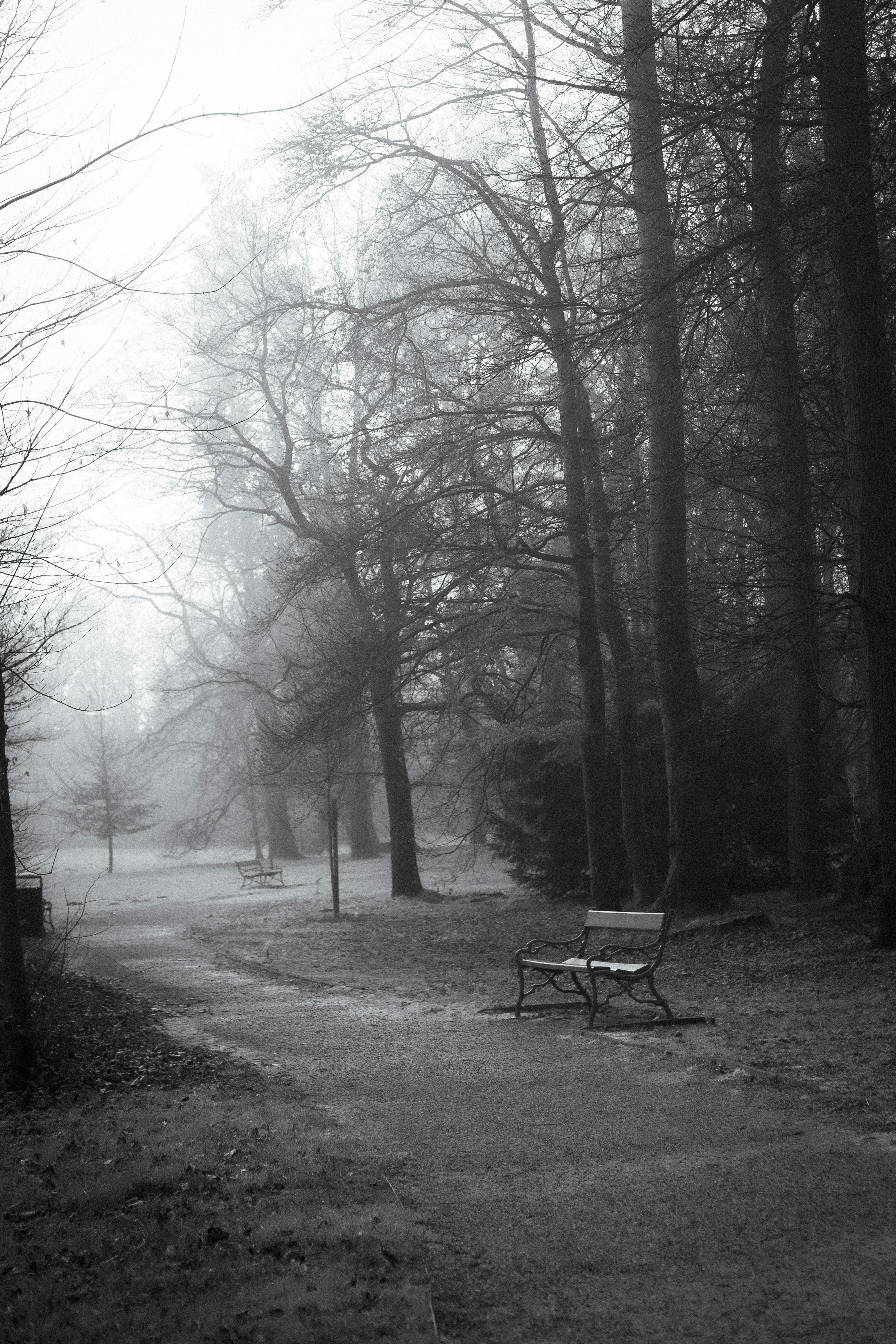 Serene misty forest path with benches captured in Austria in black and white.