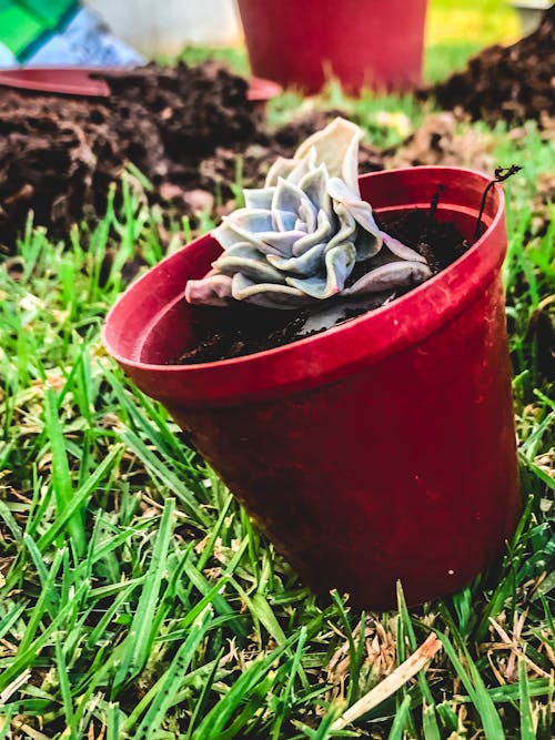 Immagine gratuita di giardino, impianto, piante grasse