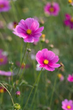 Close-up of two vibrant pink cosmos flowers in a lush, green field.