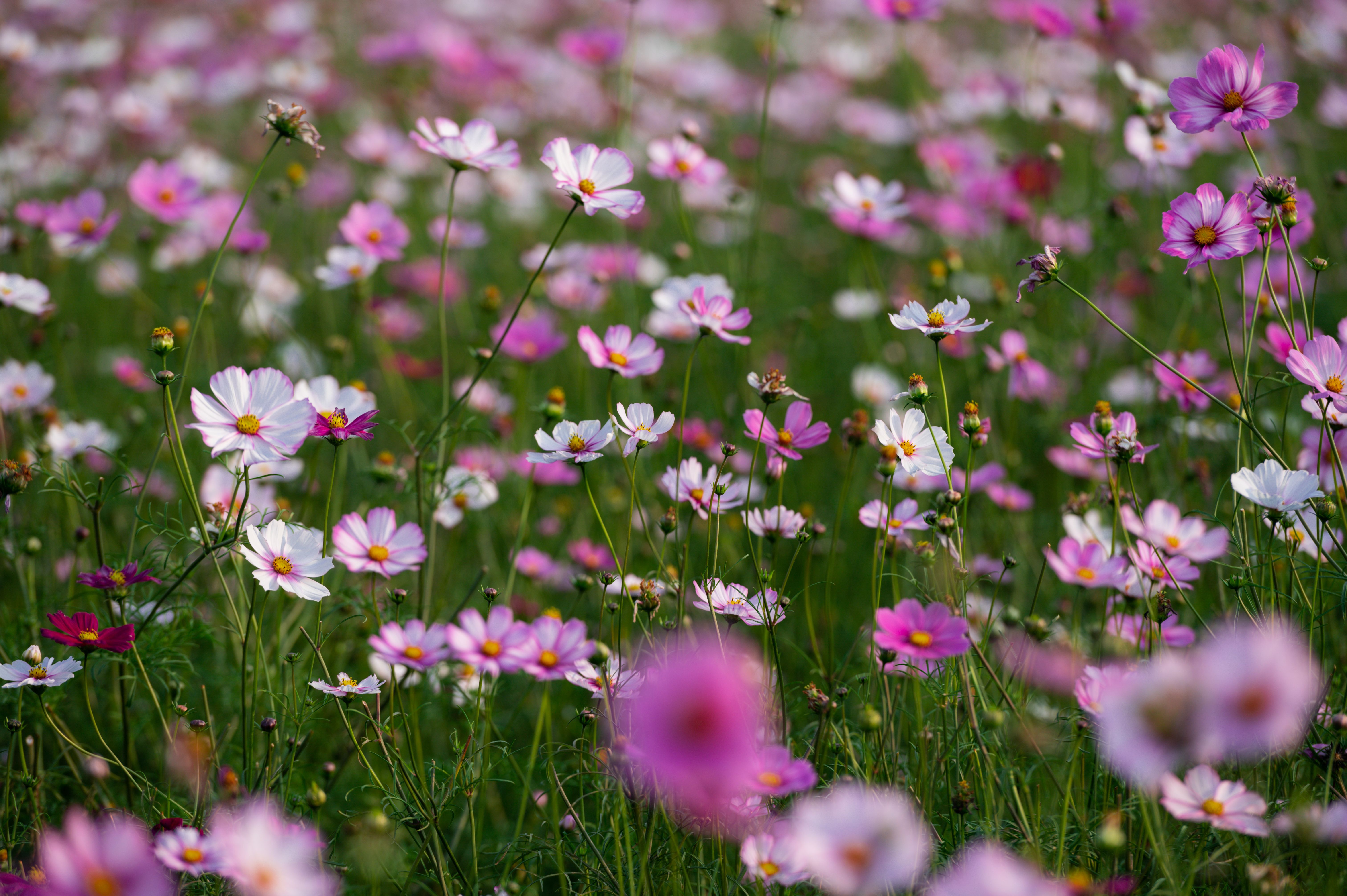 Bright and Vibrant Field of Cosmos Flowers in Bloom · Free Stock Photo