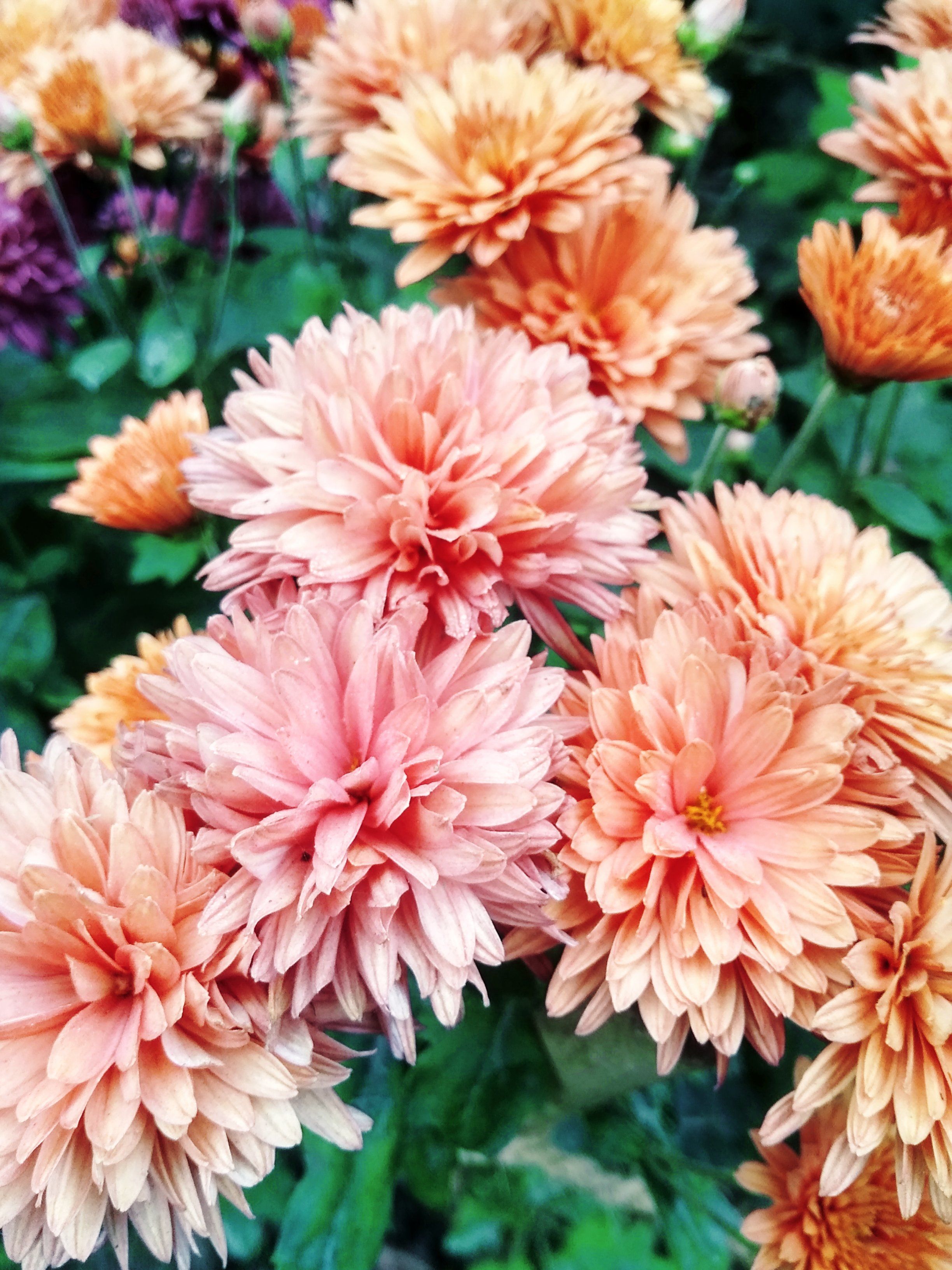 [ColoSach]-beautiful-cluster-of-pink-chrysanthemums-in-full-bloom-outdoors,-capturing-nature's-vibrant-colors-and-delicate-petals.