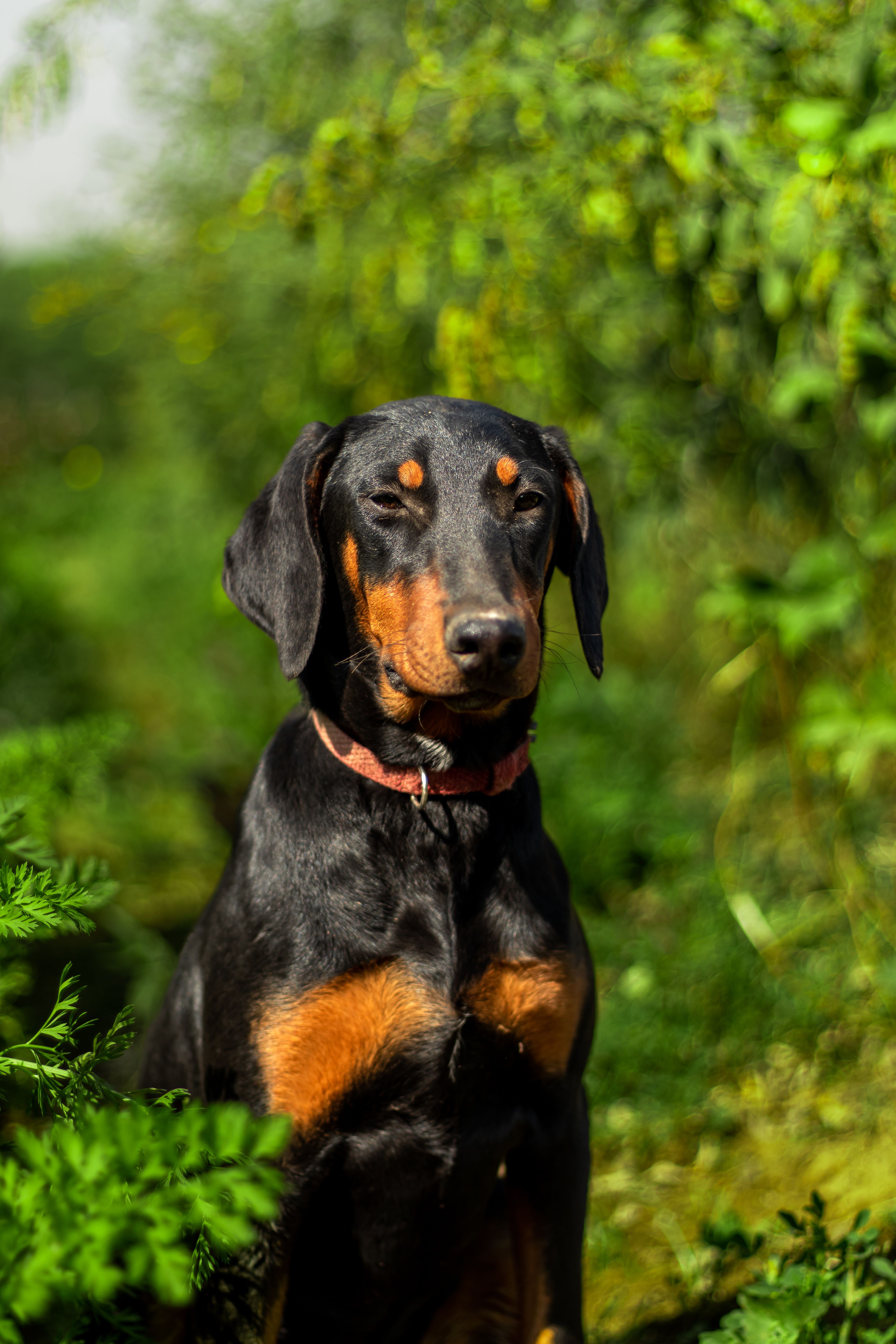 Elegant Doberman Pinscher in a Sunlit Forest · Free Stock Photo