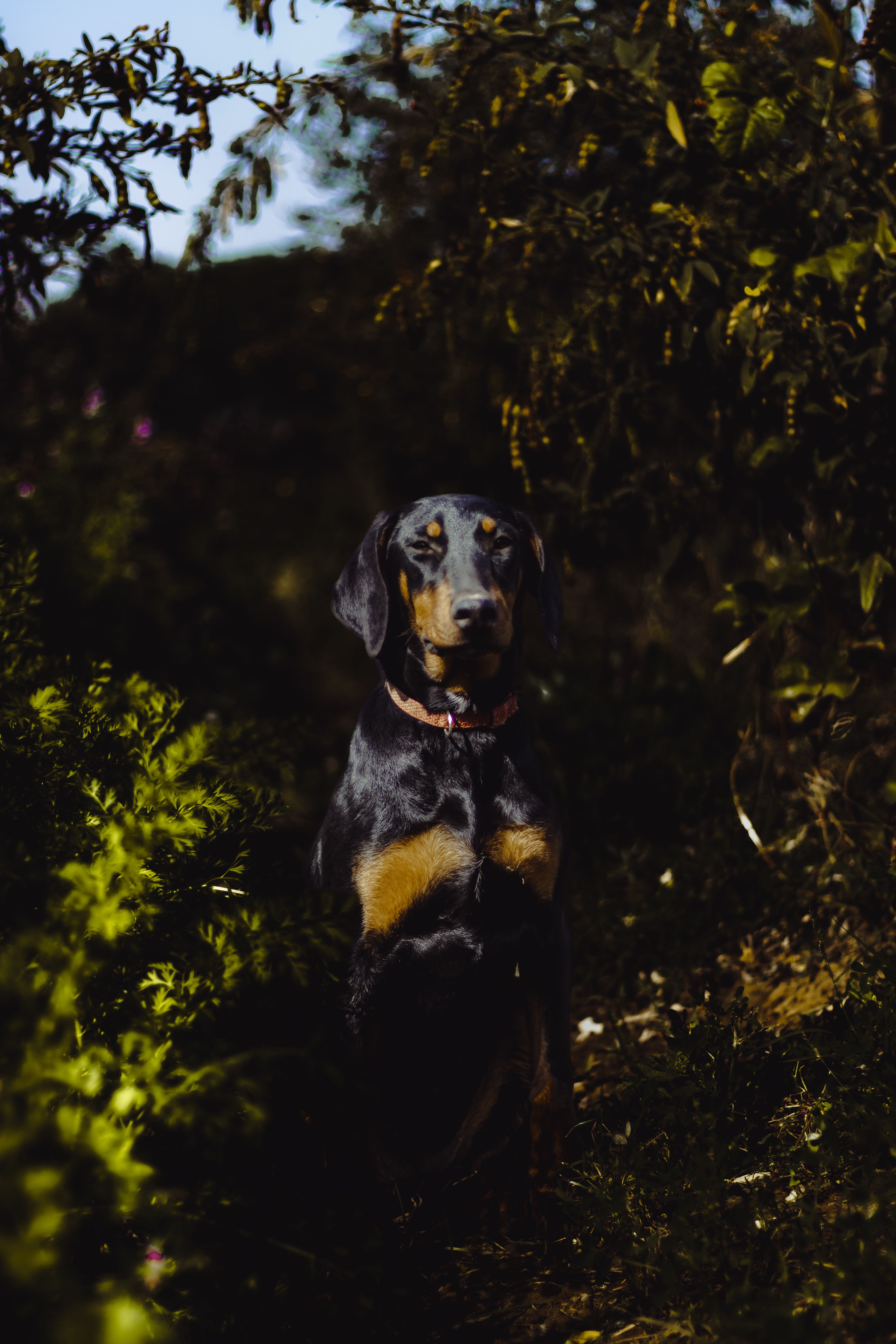 Majestic Doberman Pinscher in Lush Forest Setting · Free Stock Photo