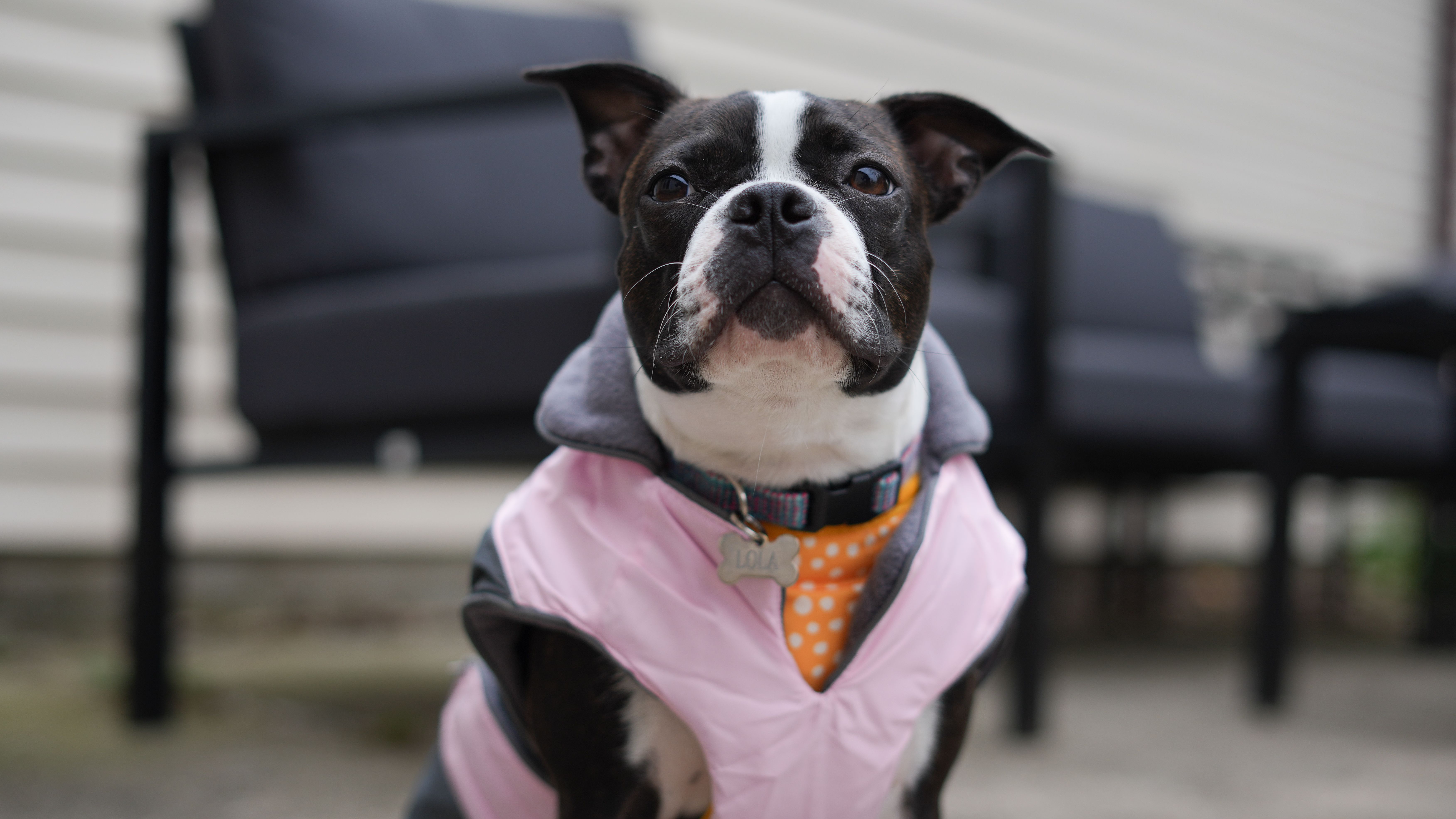 Cachorro De Boston Terrier · Foto de stock gratuita