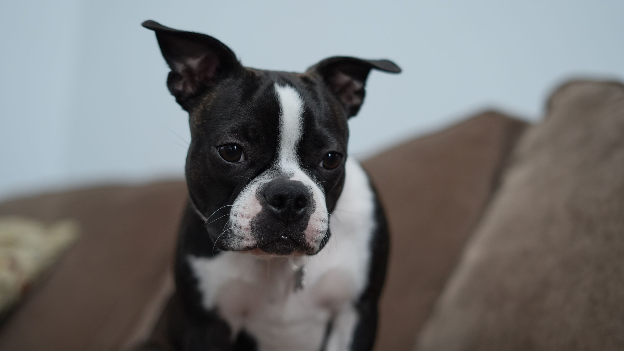 Cute Boston Terrier dog sitting indoors on a brown sofa.