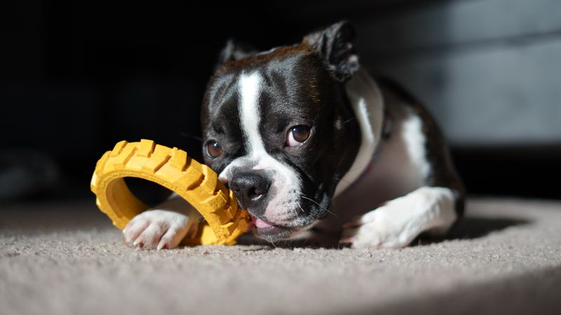 Cachorro de Boston Terrier jugando con un juguete