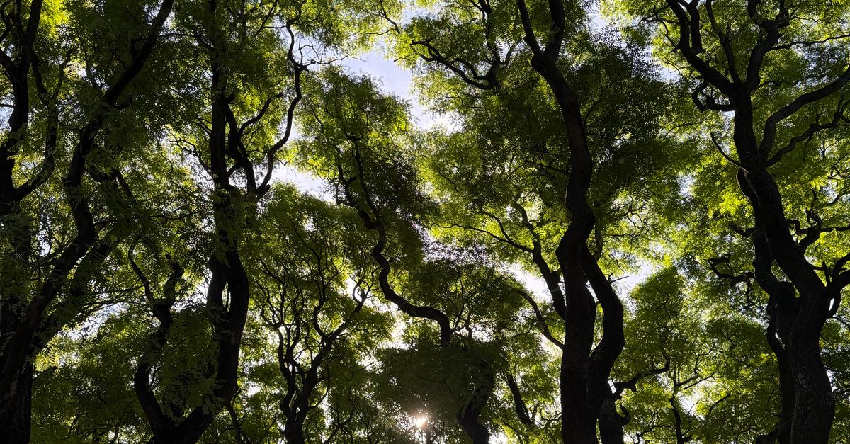 Intwining Tree Majestic View of Entwining Tall Trees in Argentina · Free Stock Photo