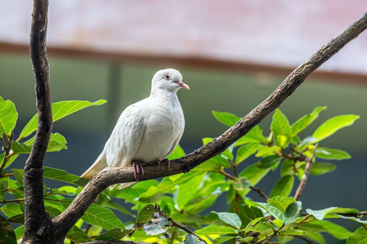White Dove Photos, Download The BEST Free White Dove Stock Photos & HD ...