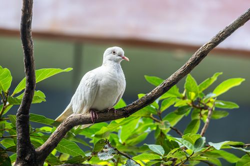 Free A serene white dove sits on a branch surrounded by green leaves, symbolizing peace and tranquility. Stock Photo
