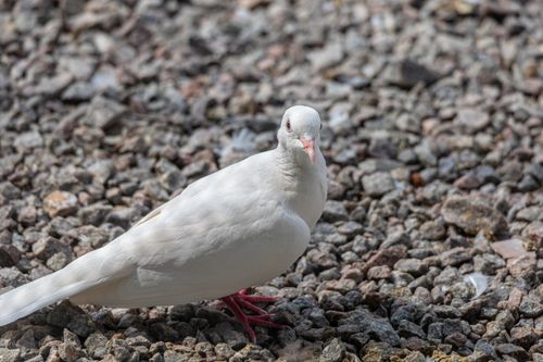 Free A white dove standing on a gravel surface outdoors in daylight. Stock Photo