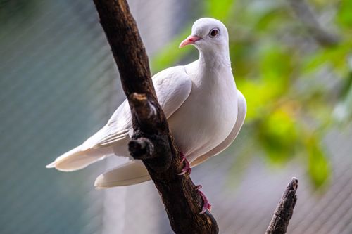 Free Elegant white dove perched on a tree branch against a blurred green background, symbolizing peace and tranquility. Stock Photo