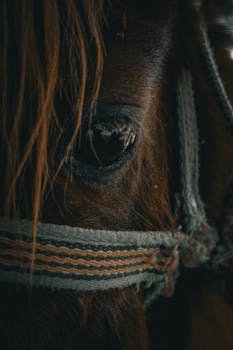 Detailed close-up of a horse's eye and bridle, highlighting texture and emotion.