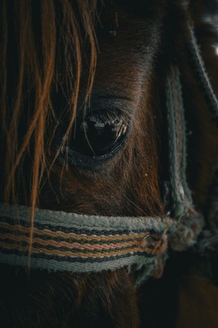 Detailed close-up of a horse's eye and bridle, highlighting texture and emotion.