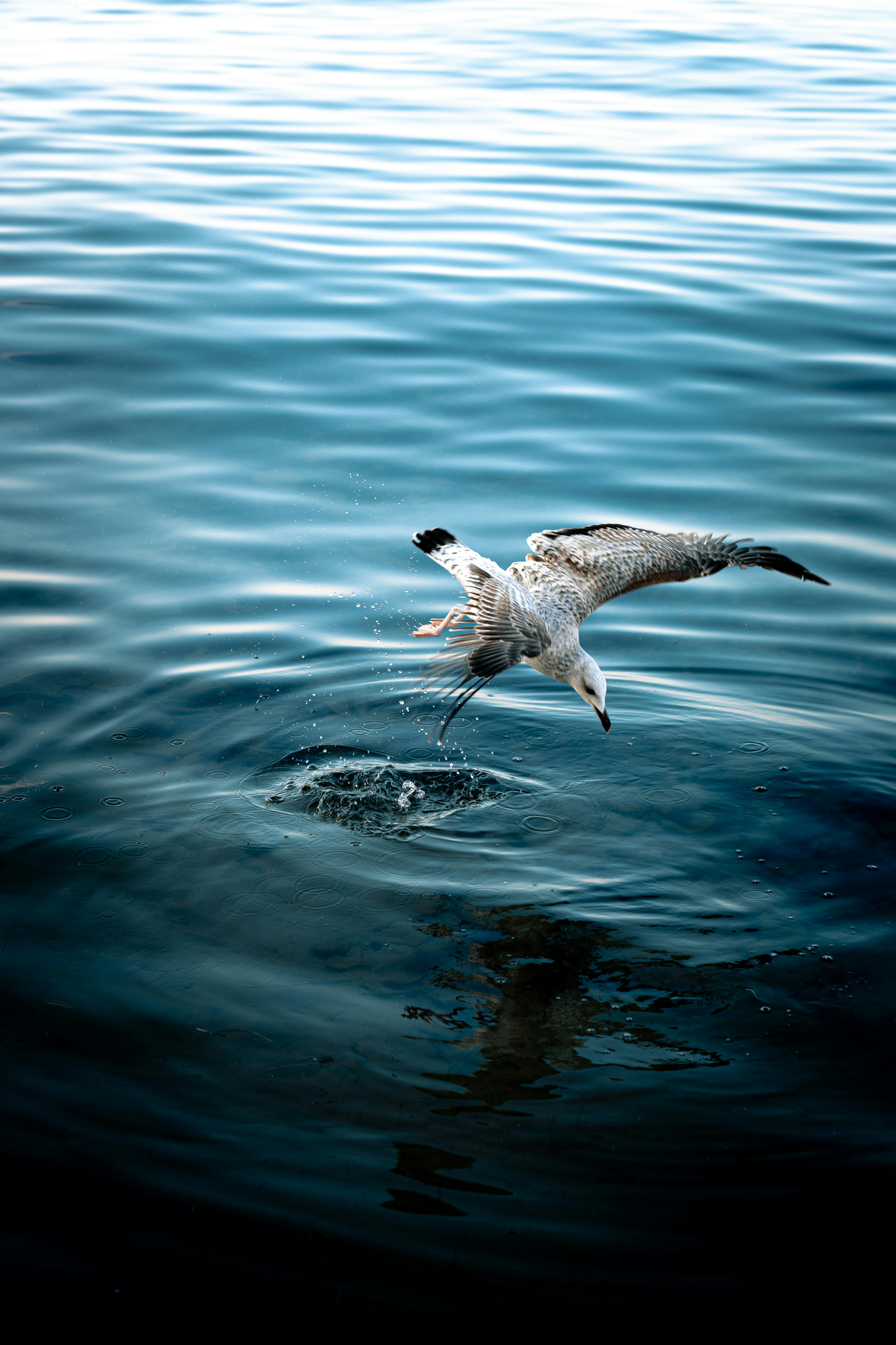 A graceful seagull gliding low over rippling blue sea waters in Yalova, Türkiye.