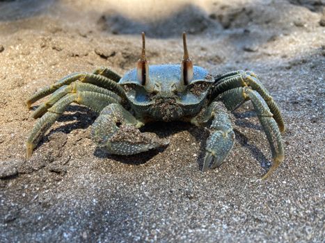 Ghost crab spotted on a sandy beach, showcasing its unique features and color.
