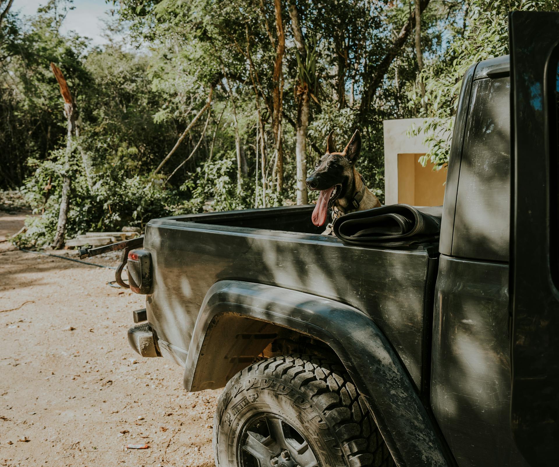 A dog sitting in the back of a Jeep parked in a green, sunlit forest area, ready for adventure.