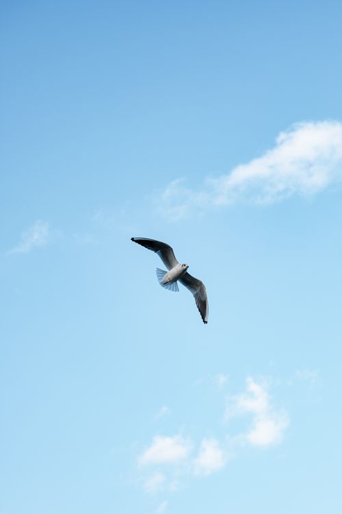 Free A solitary seagull glides gracefully against a bright blue sky with scattered clouds. Stock Photo