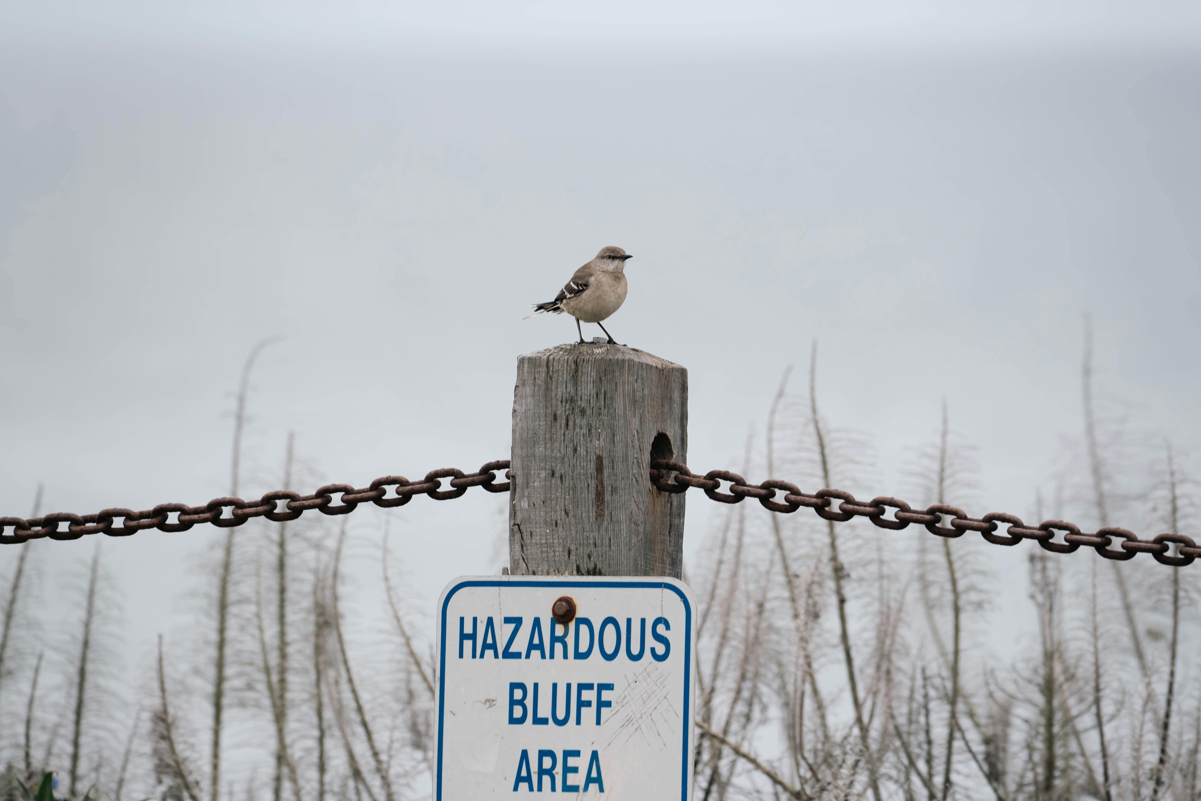 A small bird sits atop a Hazardous Bluff Area sign, highlighting nature's resilience.