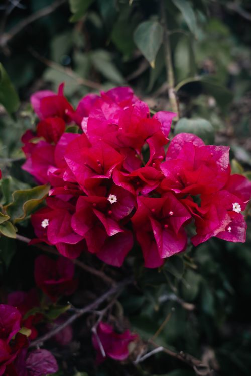 Free Close-up of vibrant magenta bougainvillea flowers with lush green foliage, capturing nature's beauty. Stock Photo