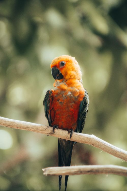 Free Brightly colored orange parrot perching on a tree branch in a natural setting. Stock Photo