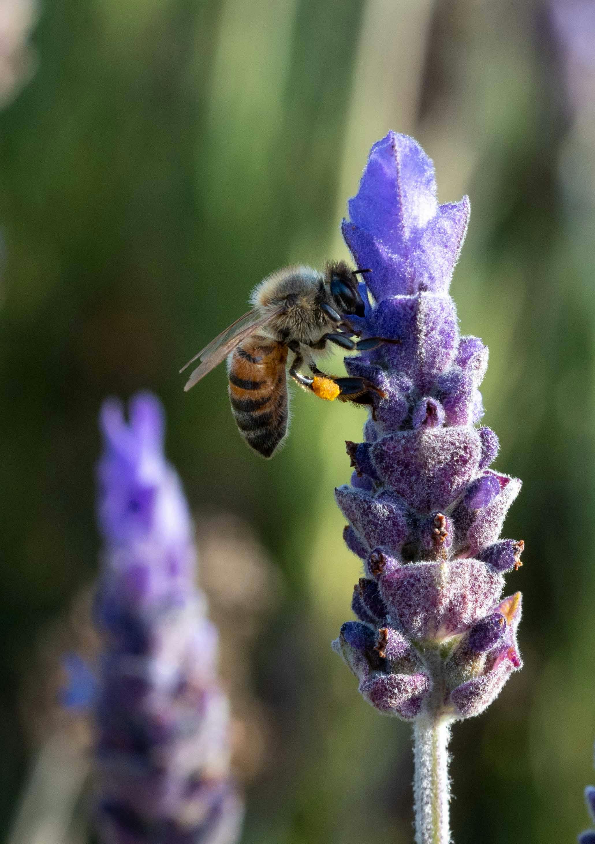 Close-up of a honeybee collecting pollen from a blooming lavender flower in a sunny garden.