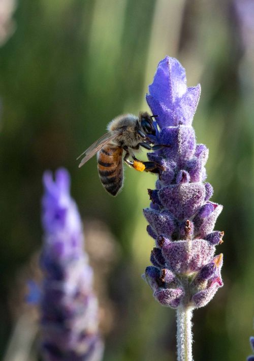 Free Close-up of a honeybee collecting pollen from a blooming lavender flower in a sunny garden. Stock Photo