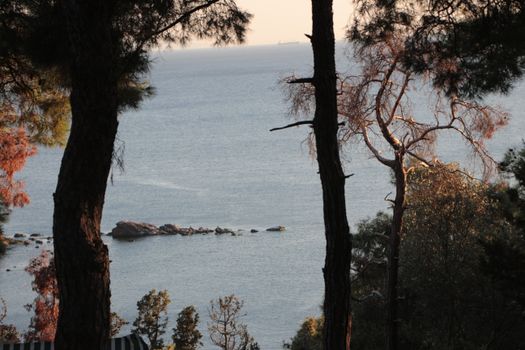 Tranquil scene of the sea through pine trees at sunset, capturing serene coastal beauty.