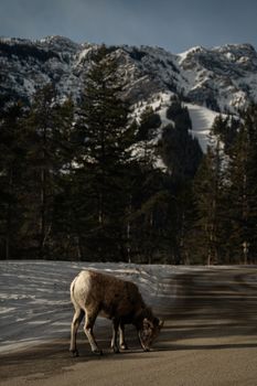 Bighorn sheep grazes by snowy mountain road in Banff, Alberta, Canada.