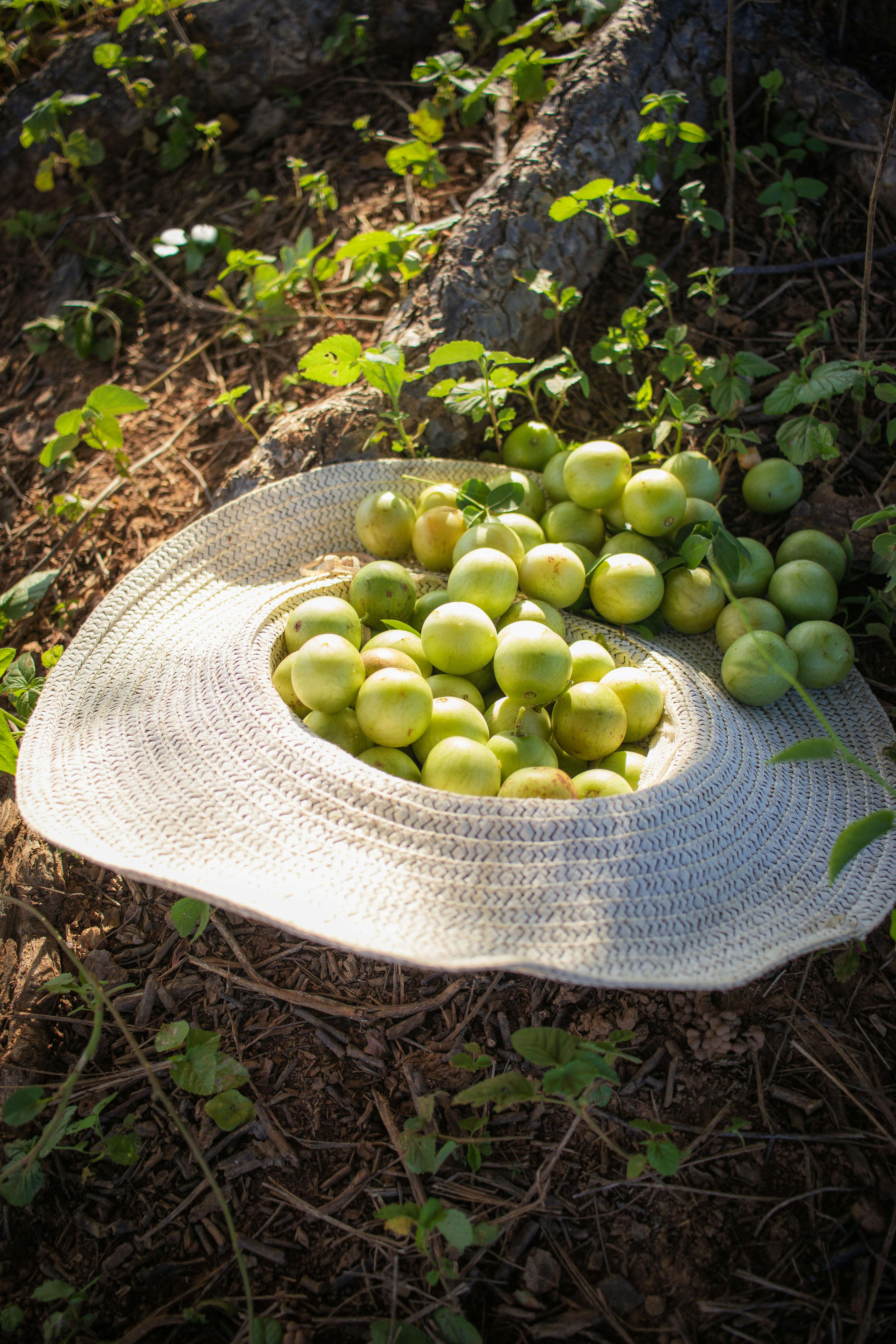 Green apples placed on a straw hat under sunlight in a natural setting, ideal for nature themes.