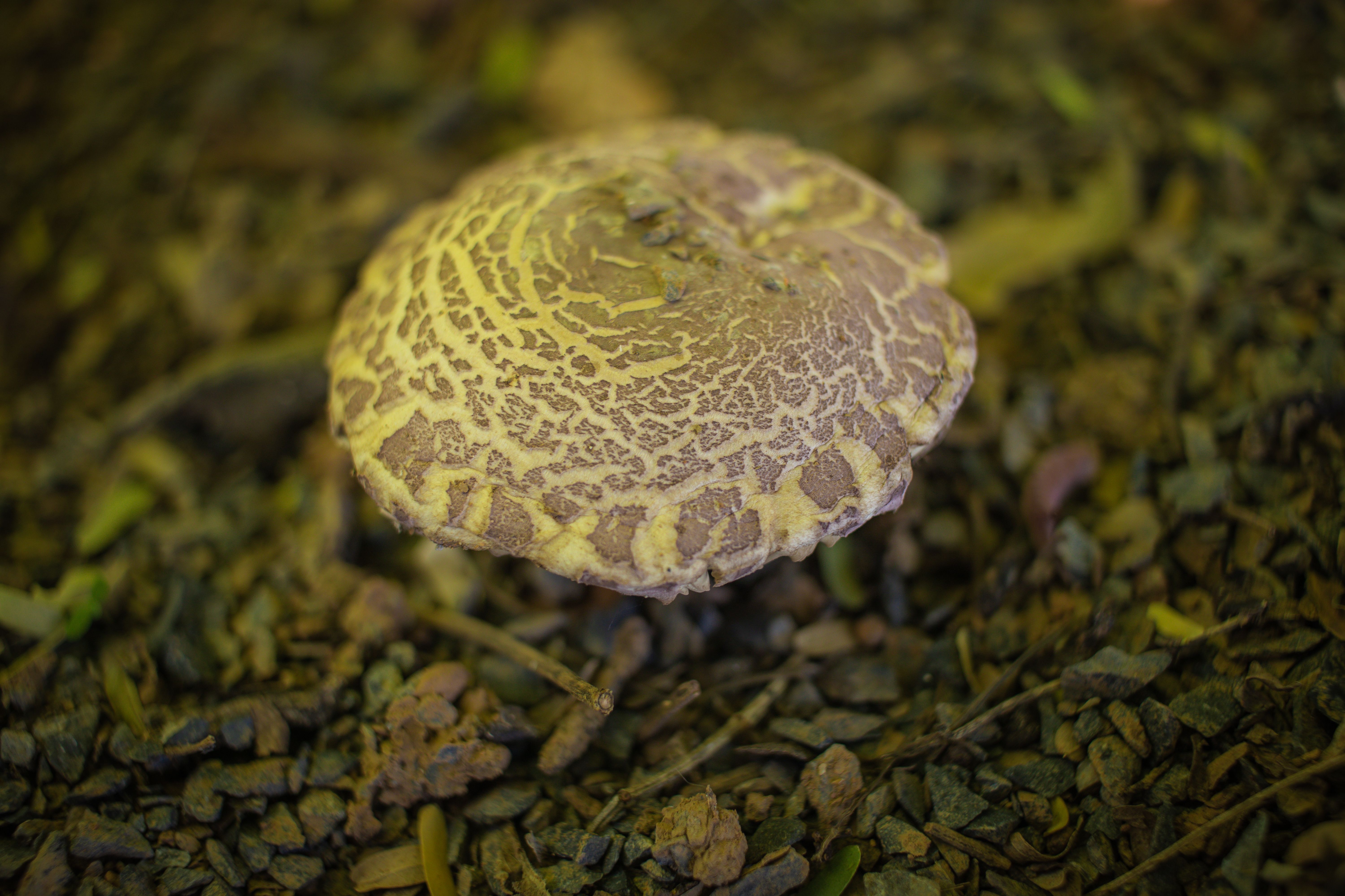 Visão detalhada de um cogumelo selvagem da floresta com padrões complexos em seu chapéu.