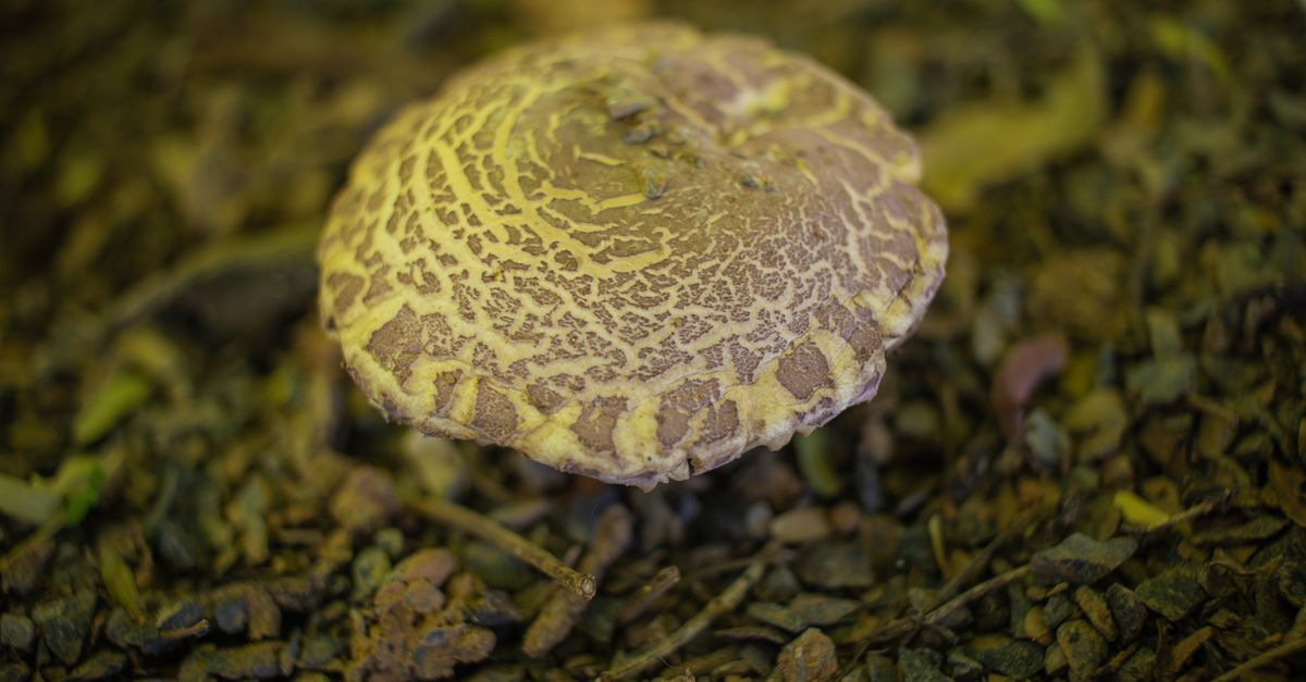 Visão detalhada de um cogumelo selvagem da floresta com padrões complexos em seu chapéu.