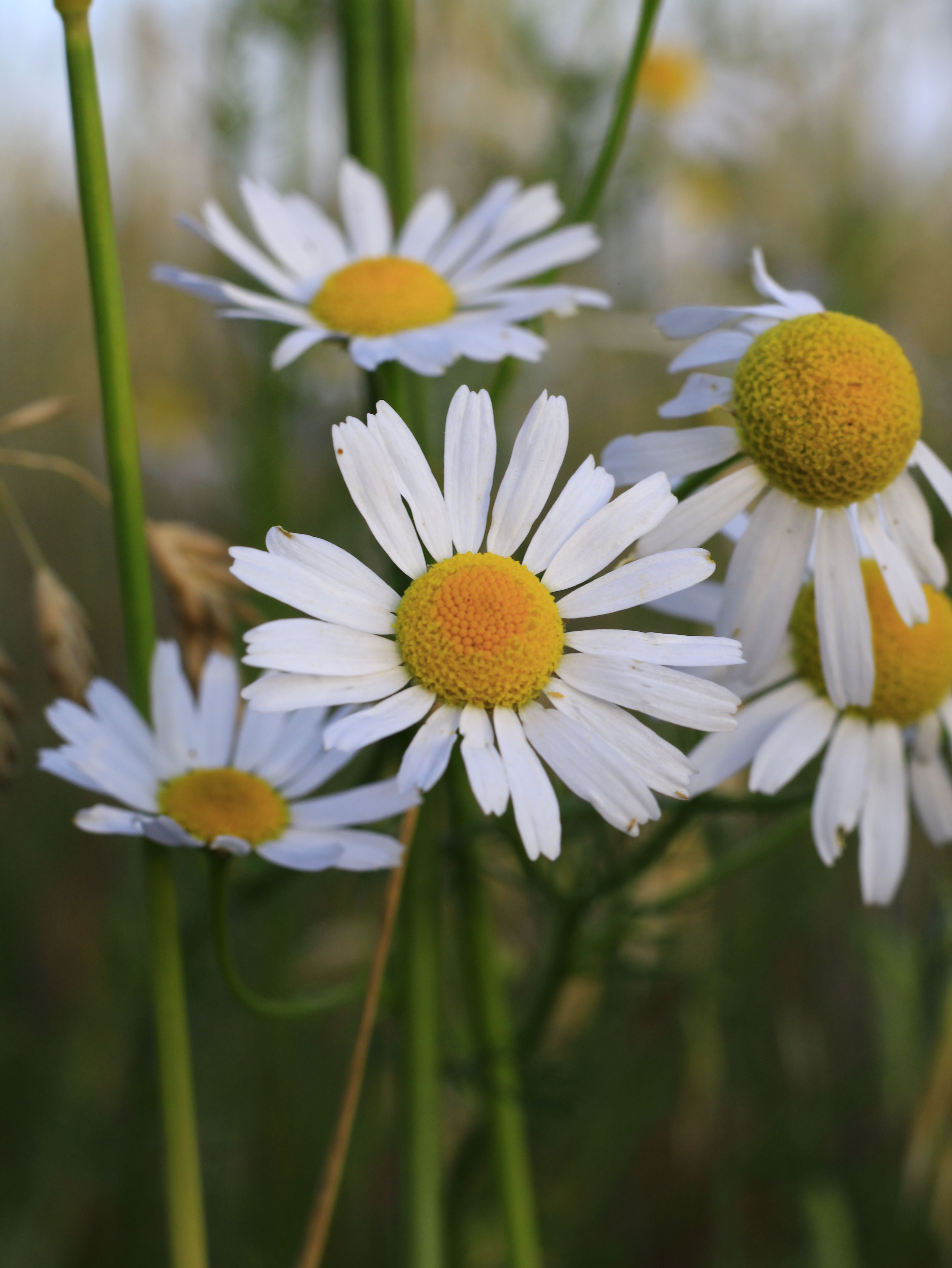 Vibrant daisies with white petals and yellow centers in a lush green meadow.