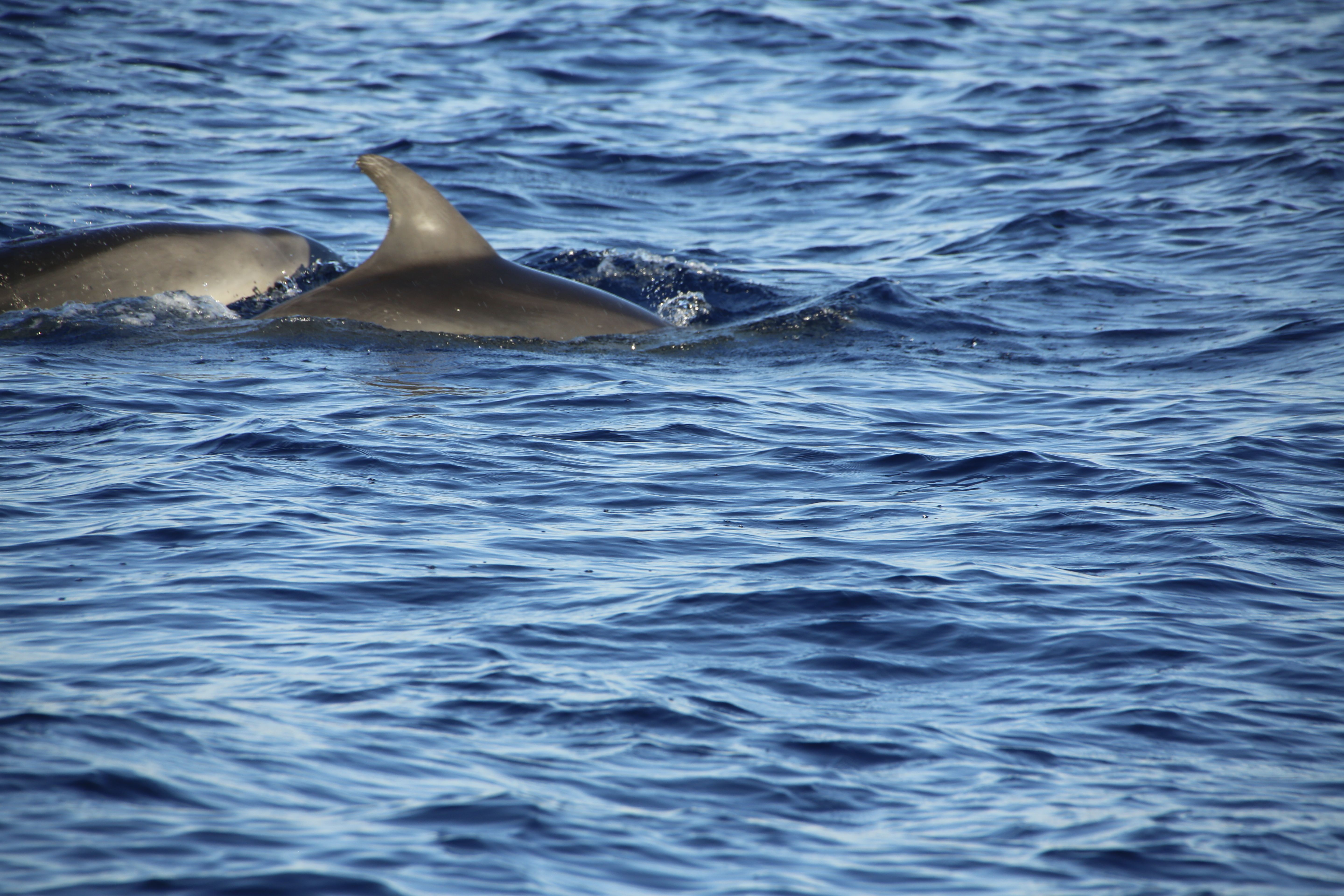 Two dolphins swimming in the blue ocean captured in a natural setting.