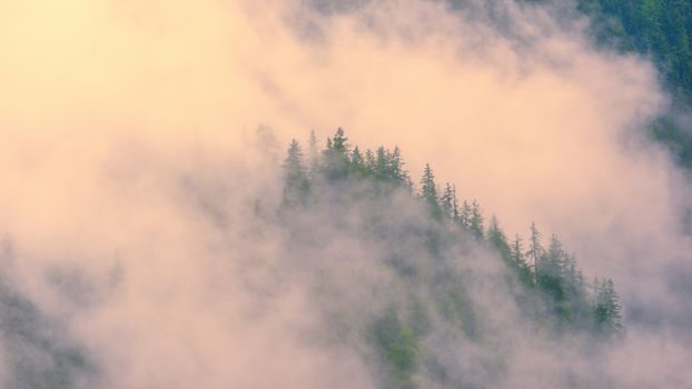 云雾缭绕的森林笼罩在柔和的雾气中，呈现出宁静的景观，营造出宁静的氛围