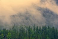 云雾缭绕的森林中，高耸的松树被雾气笼罩