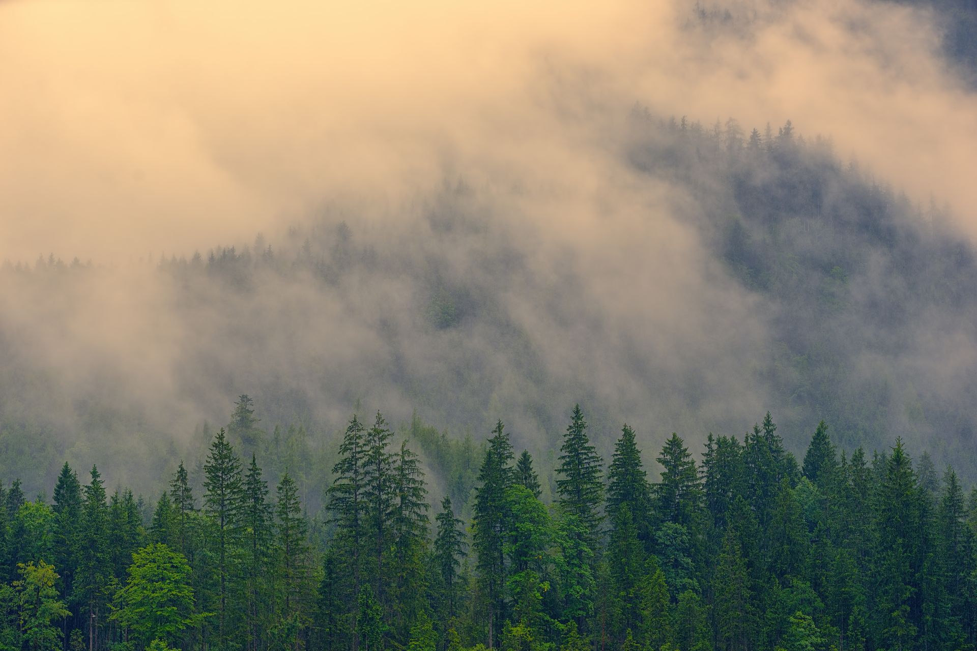 Misty forest landscape showcasing towering pine trees enveloped in fog.