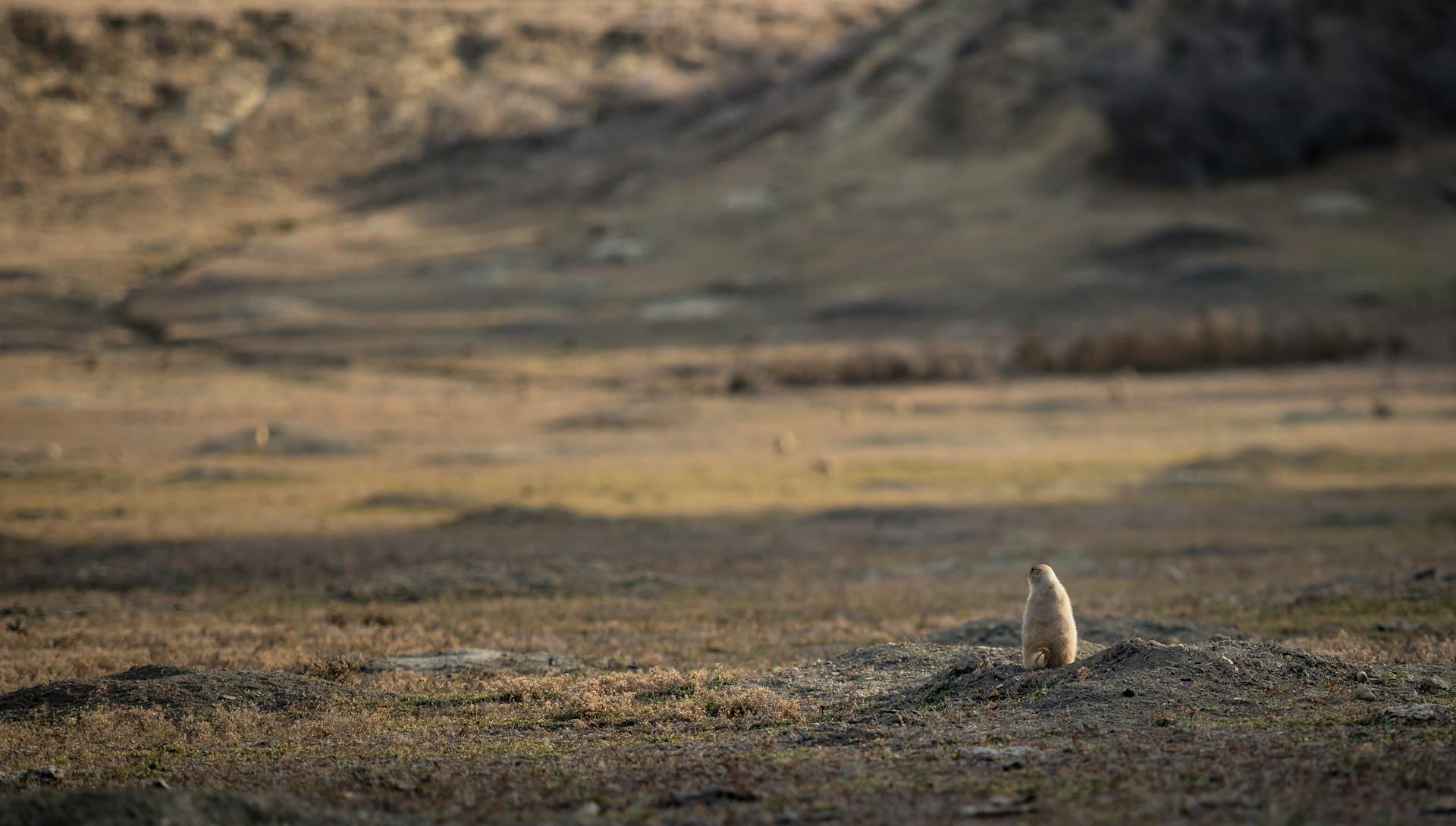 A solitary prairie dog standing in a wide open grassy field under natural sunlight.