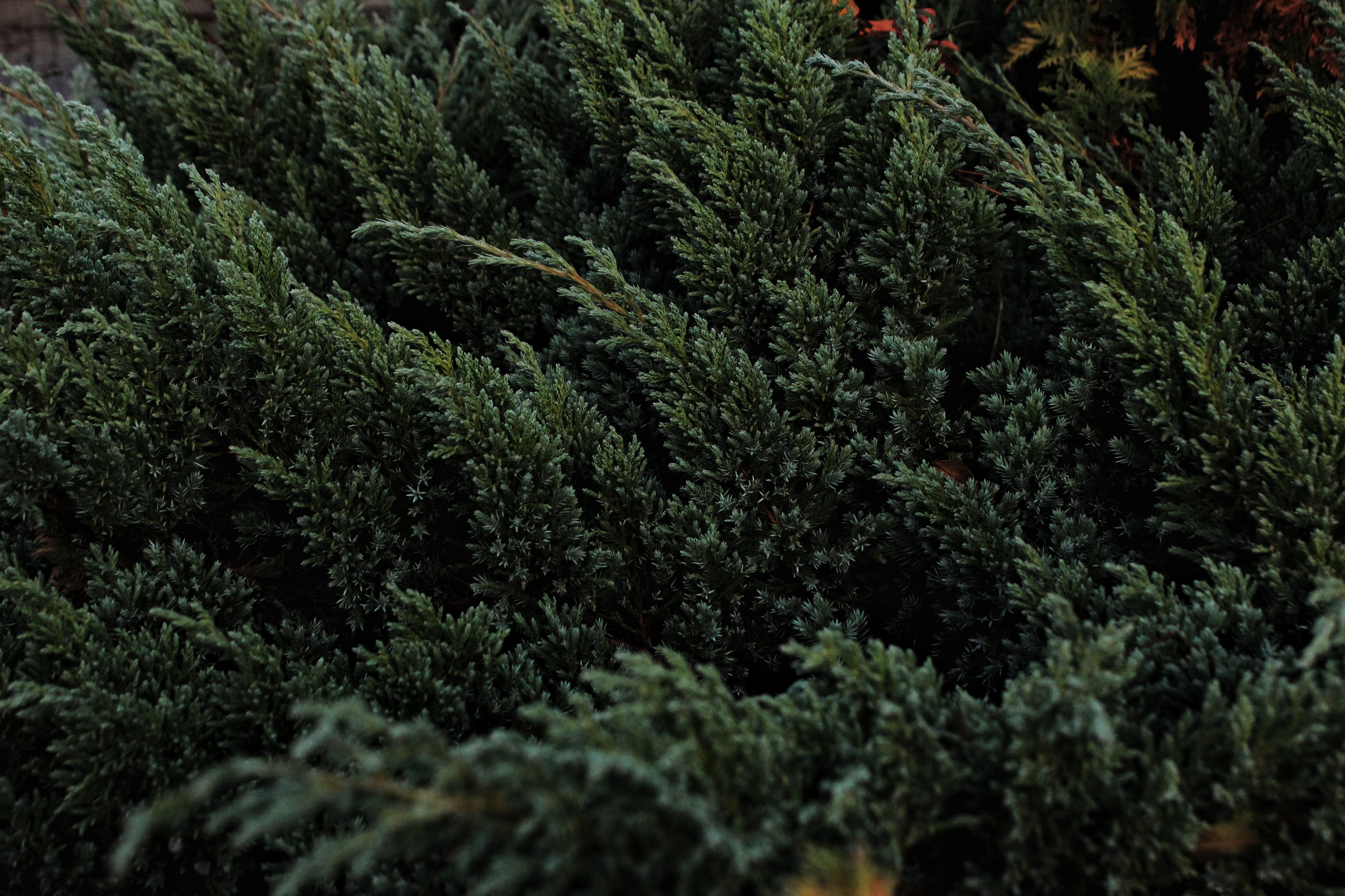 Lush green juniper bushes create a vibrant and dense natural texture.