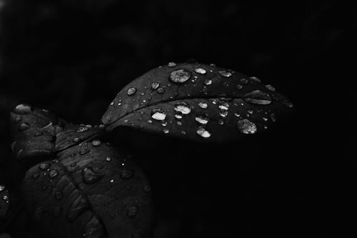Free Close-up of a leaf with water droplets in monochrome, creating a dramatic mood. Stock Photo